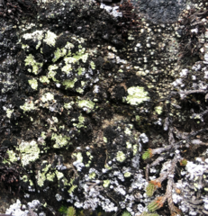 Arthrorhaphis alpina