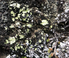 Arthrorhaphis alpina