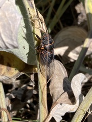 Okanagana occidentalis