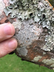 Thalloloma subvelata