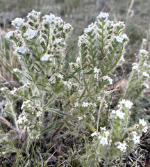 Oreocarya thyrsiflora