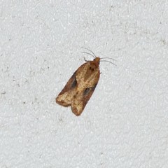 Argyrotaenia ivana