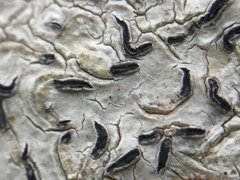 Thalloloma subvelata