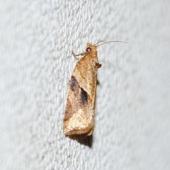Argyrotaenia ivana