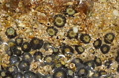Zoantharia