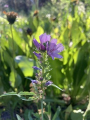 Sidalcea oregana calva