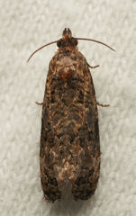 Endothenia