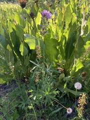 Sidalcea oregana calva