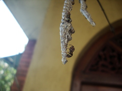 Ropalidia cyathiformis