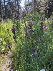 Sidalcea oregana calva
