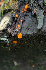 Scutellinia vitreola