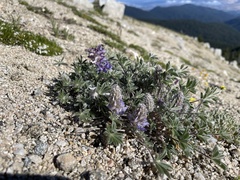 Lupinus lepidus ashlandensis