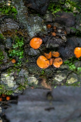 Scutellinia vitreola