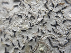 Thalloloma subvelata