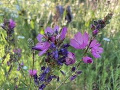 Sidalcea oregana calva