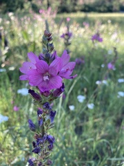 Sidalcea oregana calva