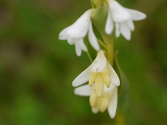 Habenaria heyneana