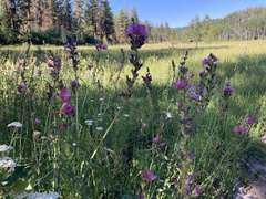 Sidalcea oregana calva