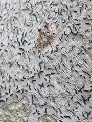 Thalloloma subvelata