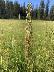 Delphinium viridescens