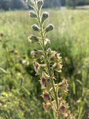 Delphinium viridescens