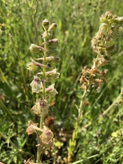 Delphinium viridescens