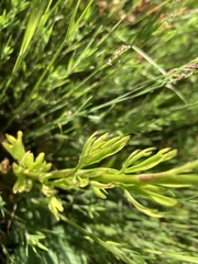 Delphinium viridescens