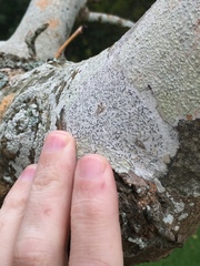 Thalloloma subvelata