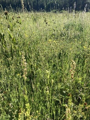 Delphinium viridescens