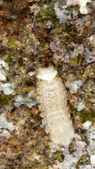 Janiroidea