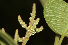 Miconia aeruginosa