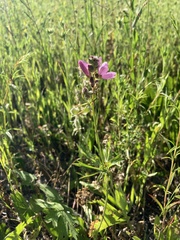 Sidalcea oregana calva