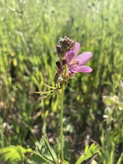 Sidalcea oregana calva