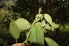 Miconia aeruginosa
