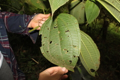 Miconia aeruginosa