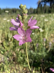Sidalcea oregana calva