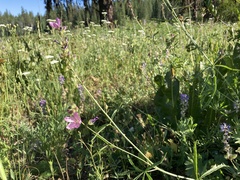 Sidalcea oregana calva