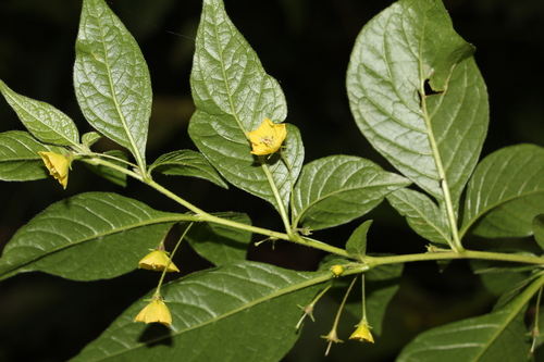 Image of Capsicum rhomboideum by (c) Andrés Ramírez-Barrera, some rights reserved (CC BY)
