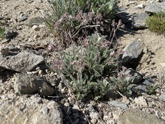 Horkelia hendersonii