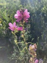 Sidalcea oregana calva