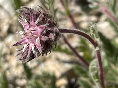 Horkelia hendersonii