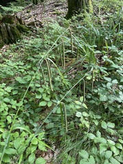 Carex agastachys