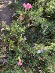 Sidalcea oregana calva