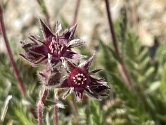 Horkelia hendersonii