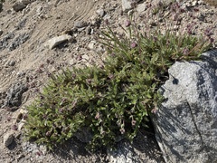 Horkelia hendersonii