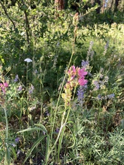 Sidalcea oregana calva