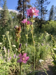 Sidalcea oregana calva