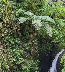 Sphaeropteris lepifera