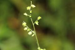 Pseudechinolaena polystachya