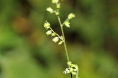 Pseudechinolaena polystachya